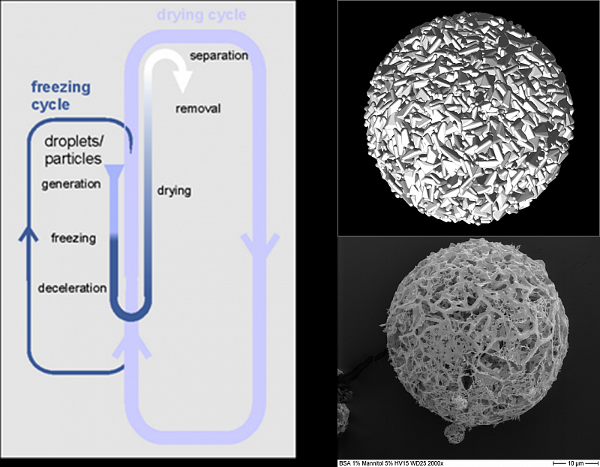 Prozess der Gefriertrocknung, numerisches und experimentelles Lyophilisat